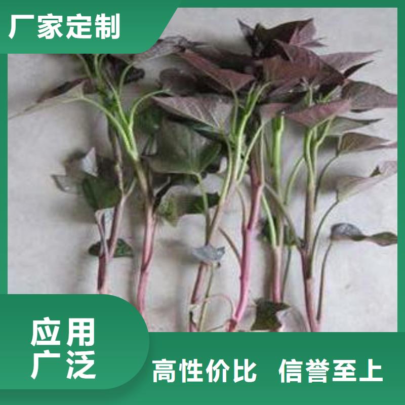 紫薯苗子种植基地严选用料