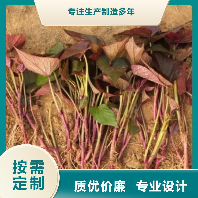 紫甘薯苗种植厂家厂家货源