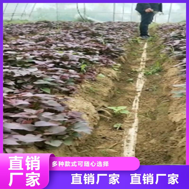 鲜食型紫薯苗厂家价格可接急单