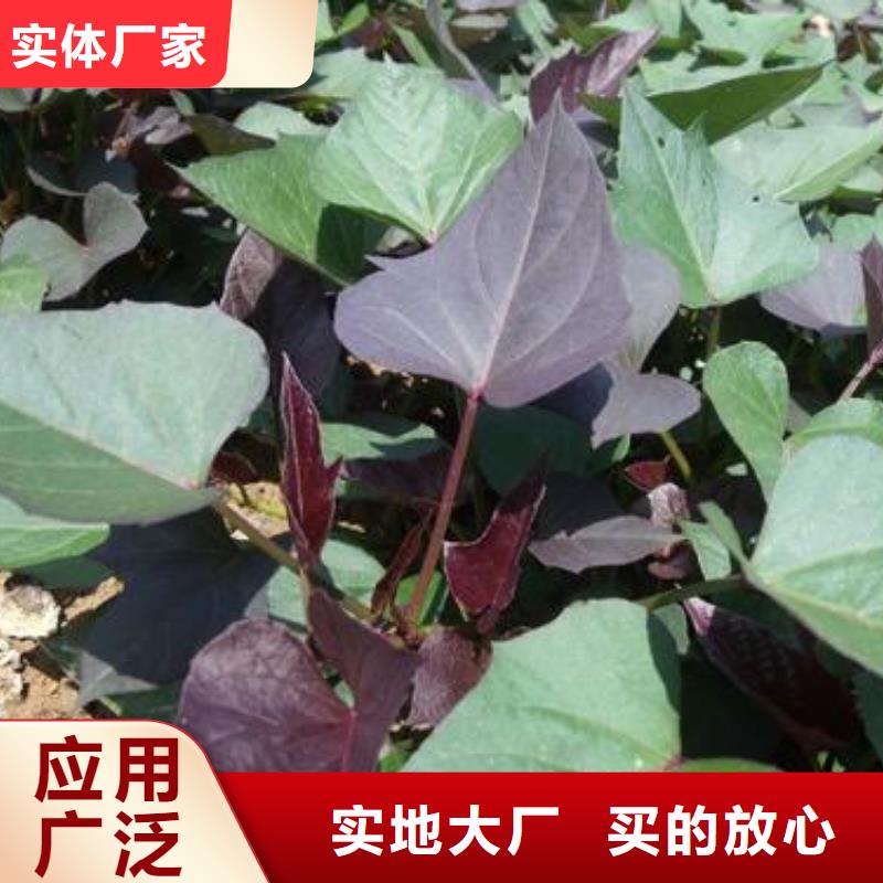 紫甘薯苗种植基地本地服务商