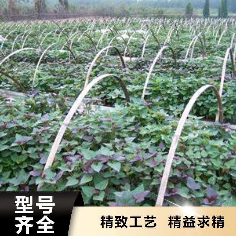 鲜食型紫薯苗市场报价追求细节品质