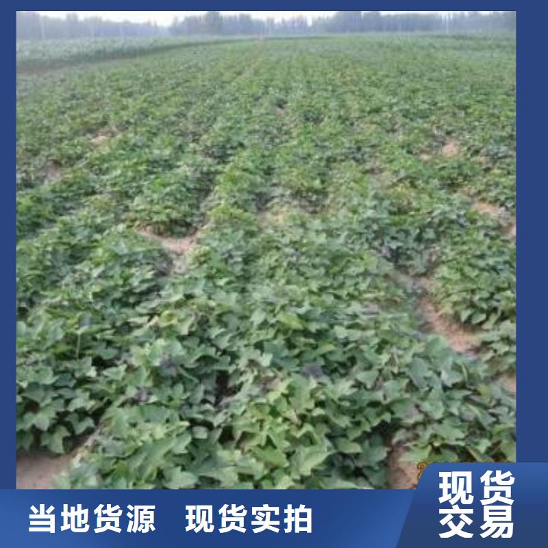 紫红薯苗2025新苗上市售后无忧
