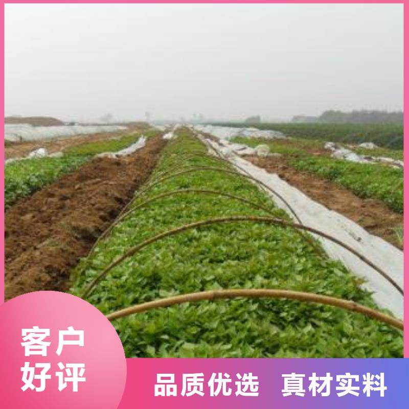 紫薯苗（绫紫）2025新苗上市源厂定制