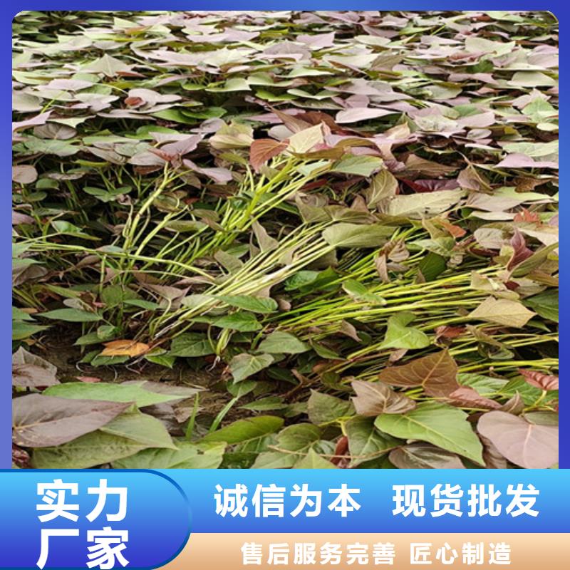 紫地瓜苗子怎么培育工厂直营
