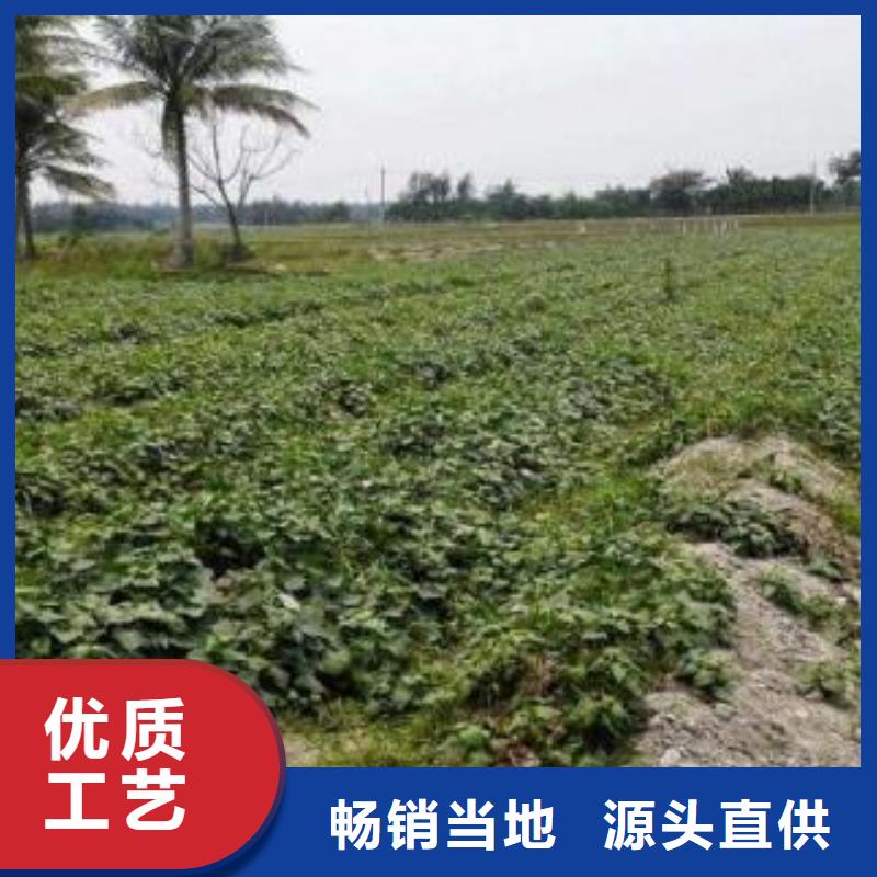 紫薯苗（绫紫）欢迎致电好产品不怕比