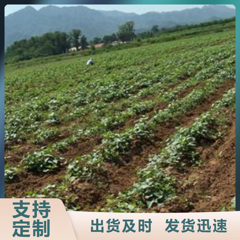 紫薯苗子能吃吗当地制造商