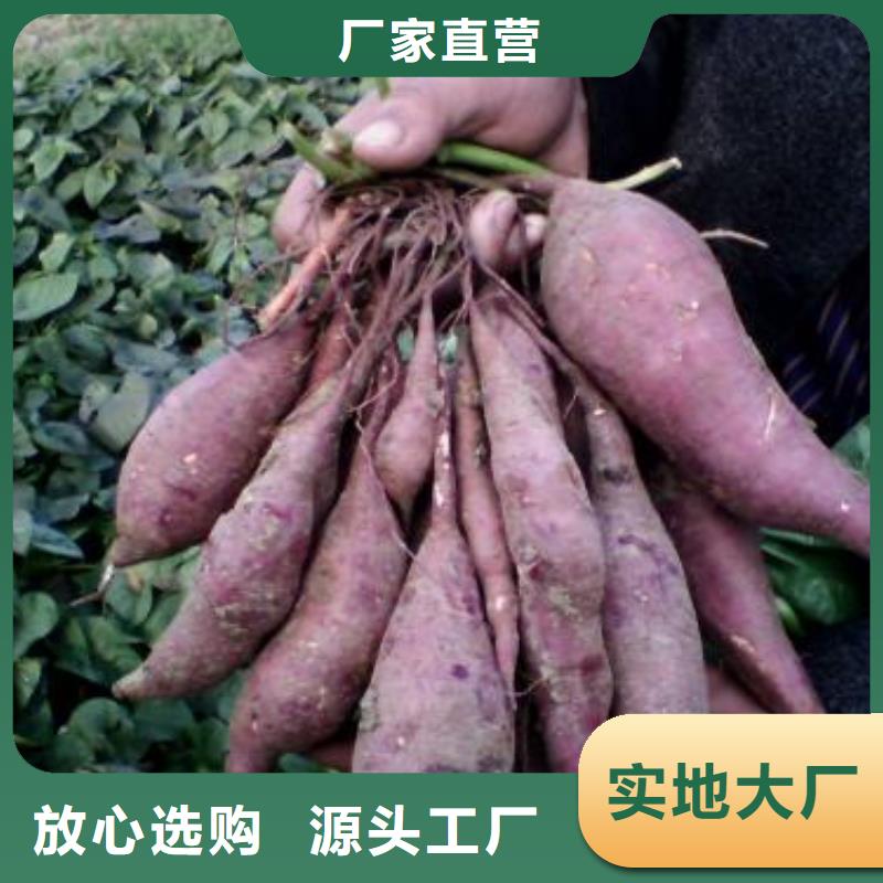 脱毒紫薯苗保回收随到随提