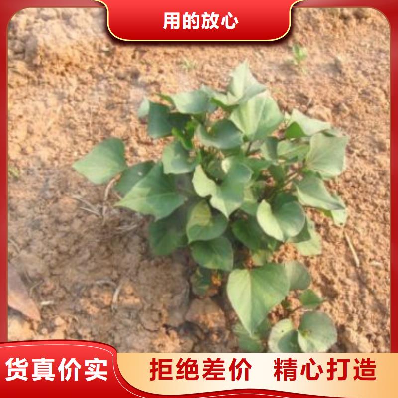 紫薯苗电话当地厂家