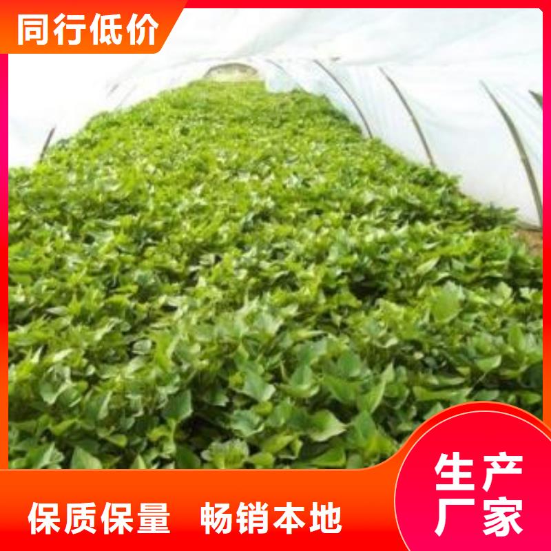 脱毒紫薯苗多少钱本地公司