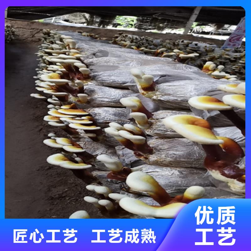 
灵芝超细粉报价及时本地生产厂家