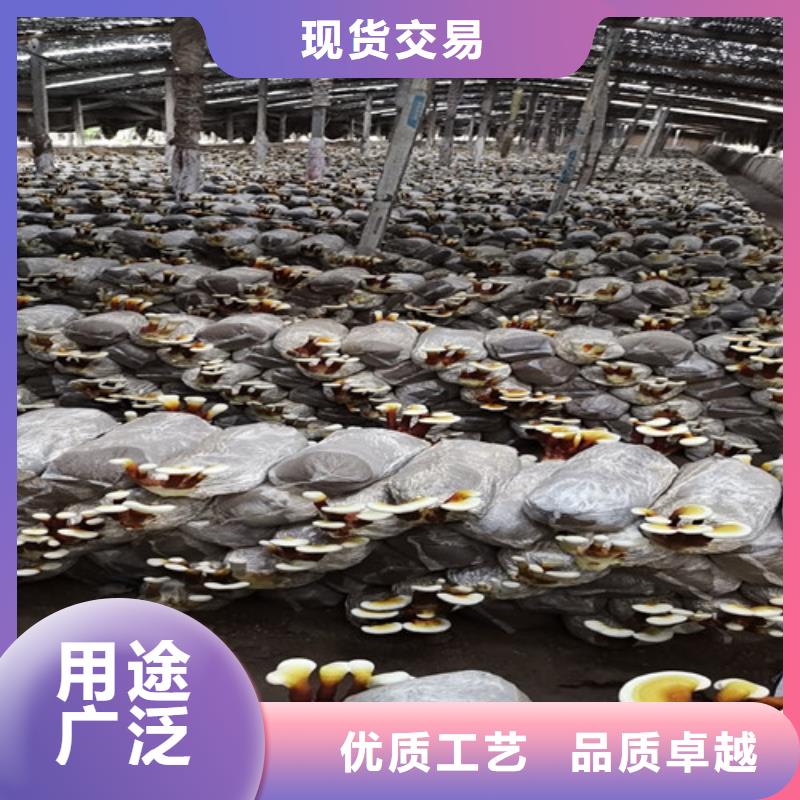 定制
灵芝超细粉的销售厂家源头厂家量大价优