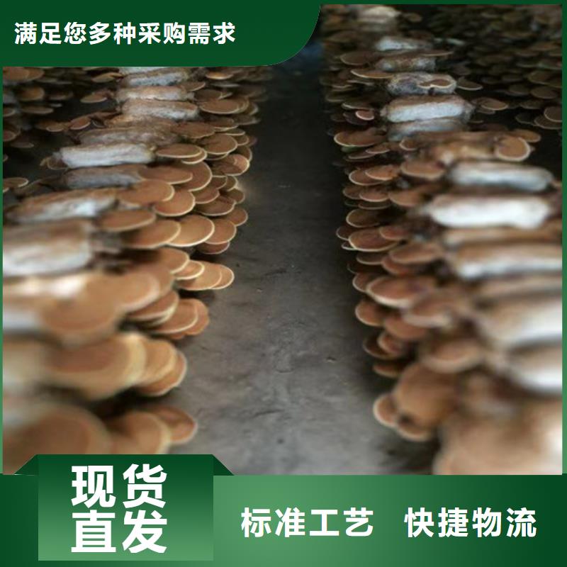 灵芝白头_厂家批发_产地货源当地生产厂家