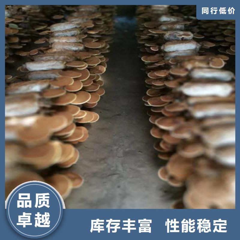 云海灵芝种植专业合作社
灵芝粉
值得信赖0中间商差价