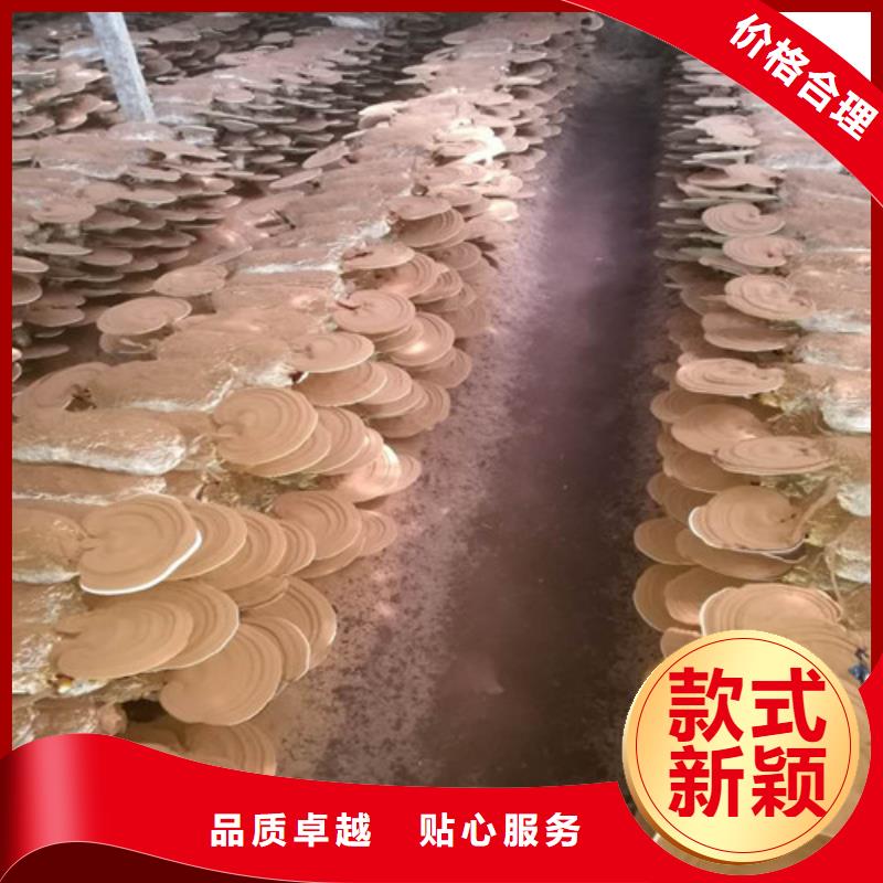 经验丰富的
灵芝粉基地自有厂家