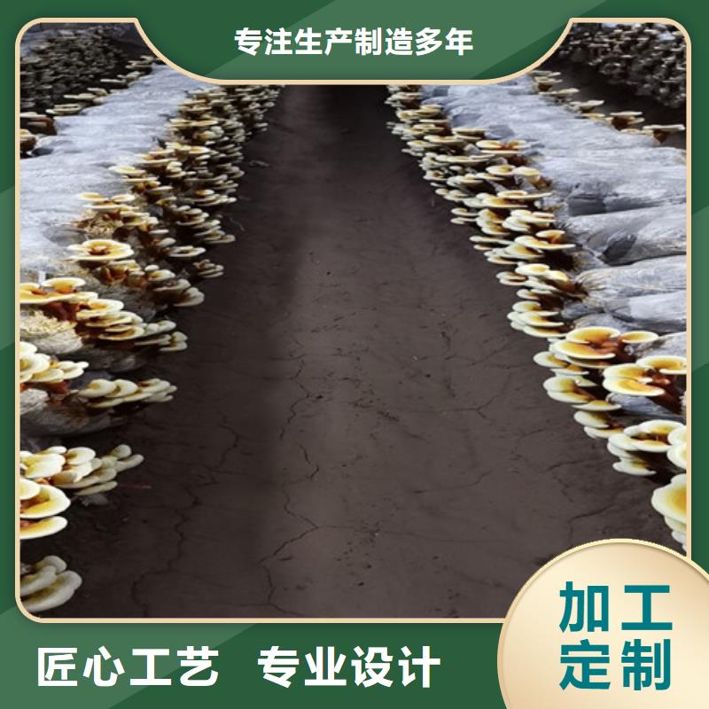 常年供应
灵芝超细粉-品牌本地品牌