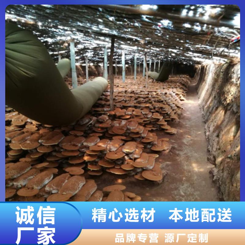 常年供应破壁灵芝孢子粉-报量厂家直销放心
