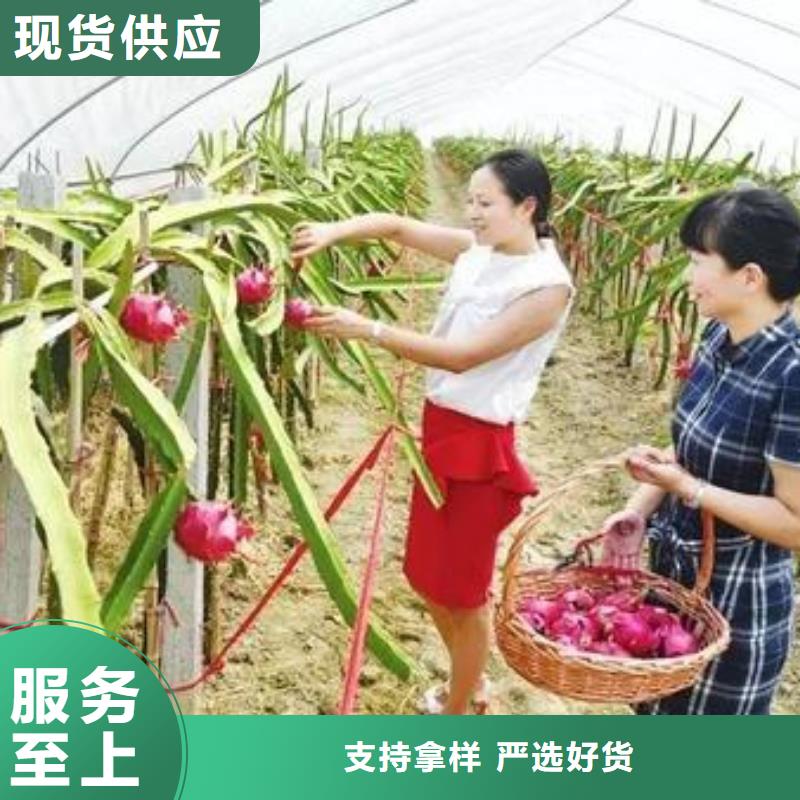 葡萄骨架钢管行情走势、厂家售后完善