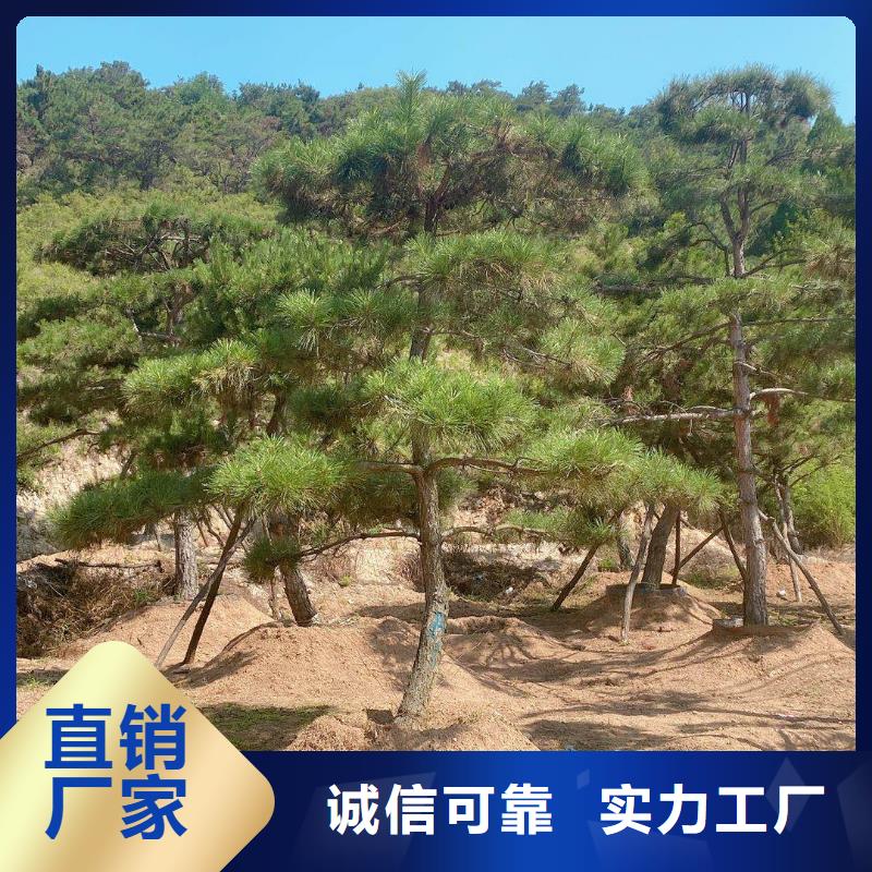 造型松、造型松厂家直销_规格齐全同城生产商