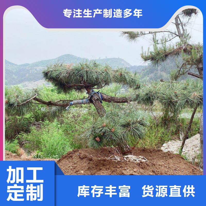 造型景观松实体大厂本地生产商