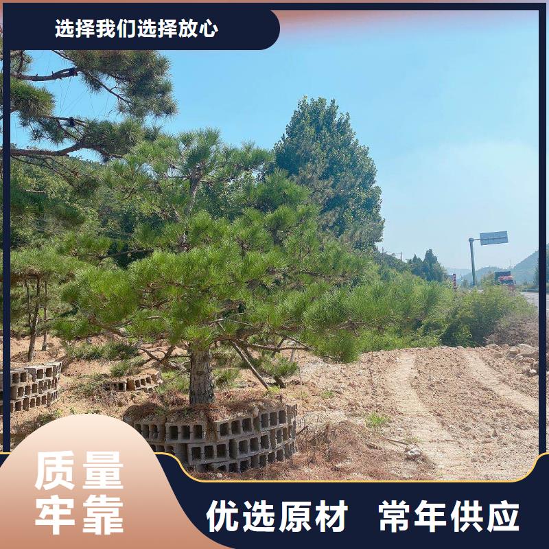 造型松报价及时认准大品牌厂家