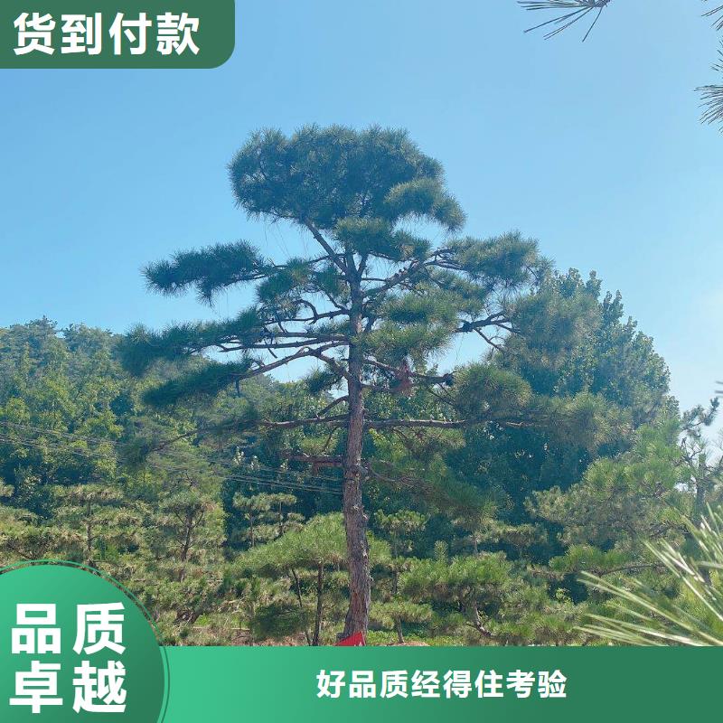 景观松-景观松实力强同城厂家