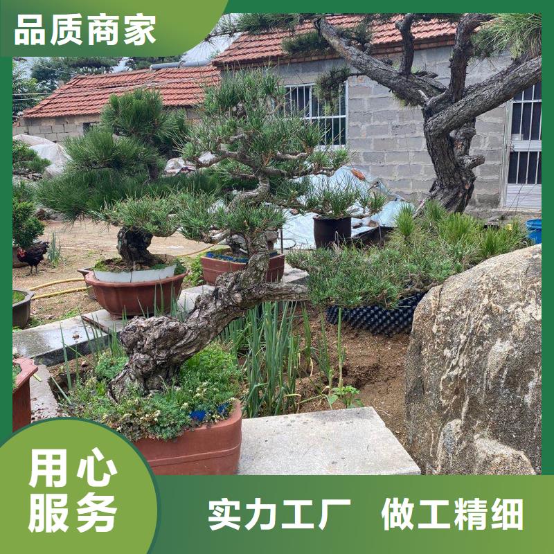 造型松新品促销好货直销
