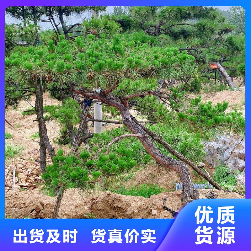 景观松厂家在什么位置一致好评产品