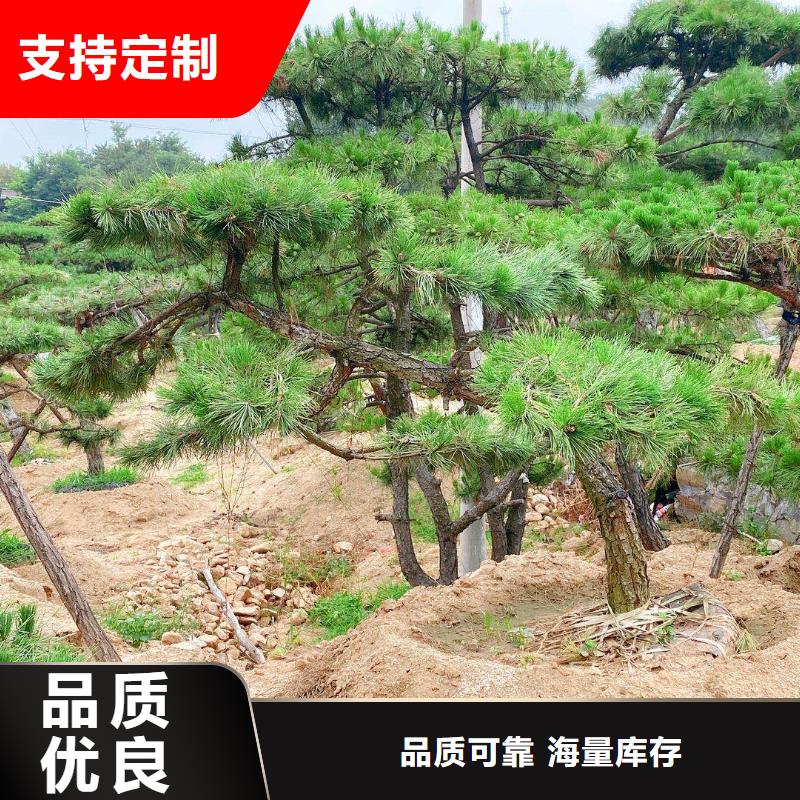 #泰山松#-全国直销安心购