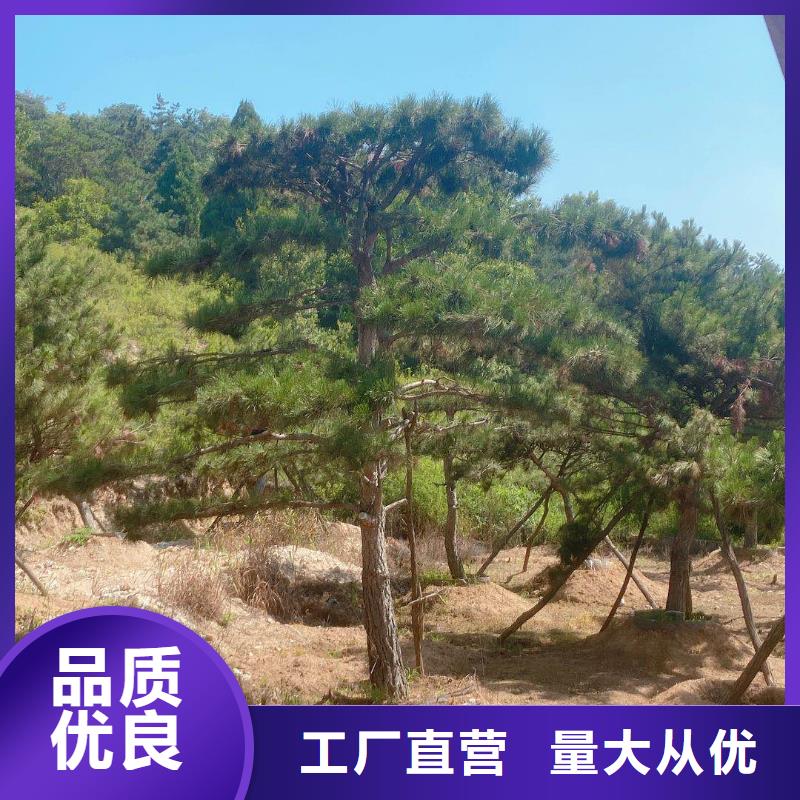 平顶松厂家加工品质过硬