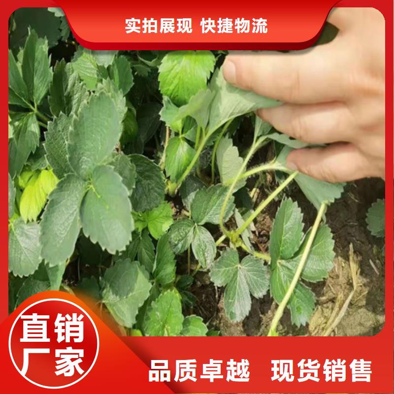 红玉草莓苗优质货源