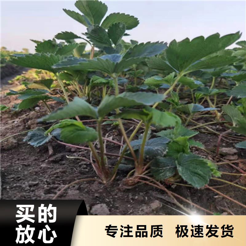 红颜草莓生产苗本地厂家