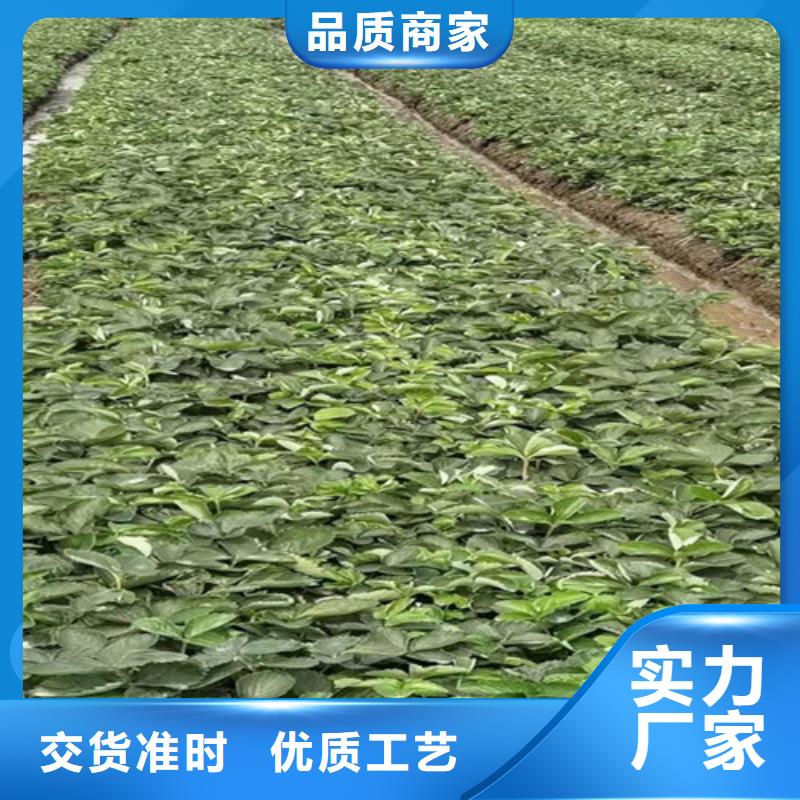 圣安德瑞斯草莓苗用好材做好产品