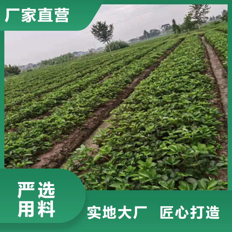 以斯列二号草莓苗本地厂家