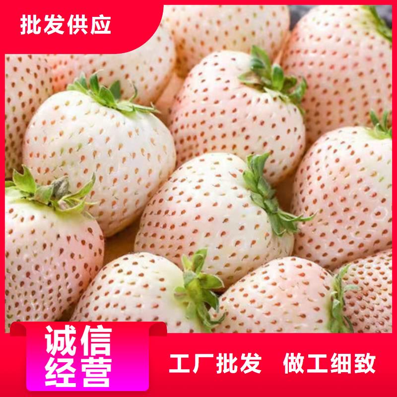 女峰草莓种苗精工细作品质优良