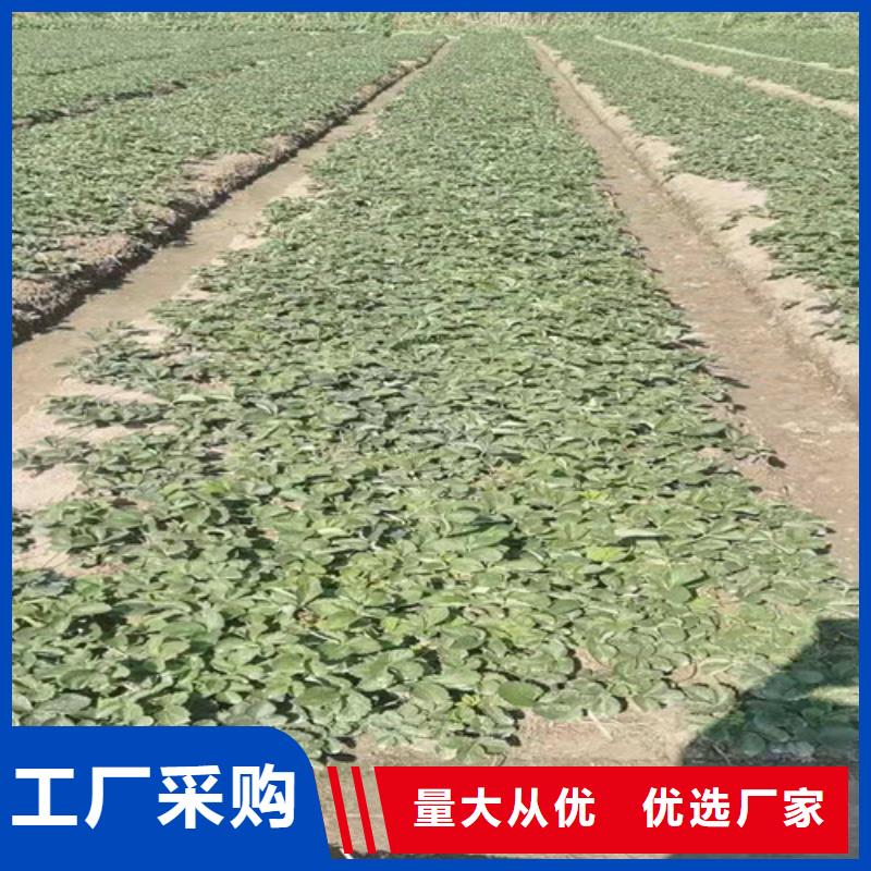 白雪草莓苗厂家质量过硬