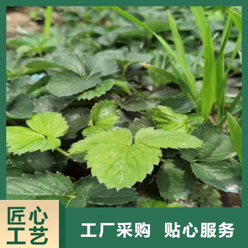 太空2008草莓苗诚信经营现货现发