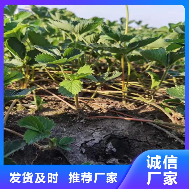 钙维他草莓苗当地货源