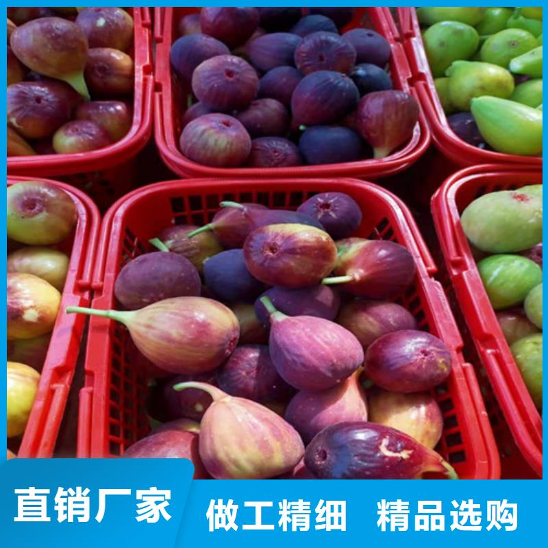 波姬红无花果苗订购