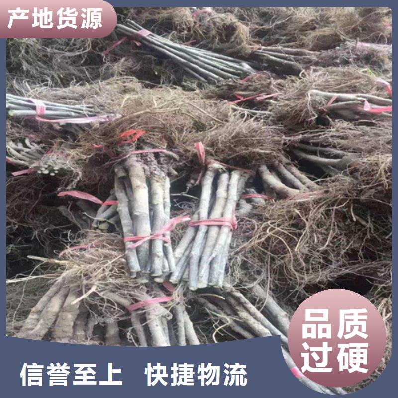 布兰瑞克无花果树苗本地公司