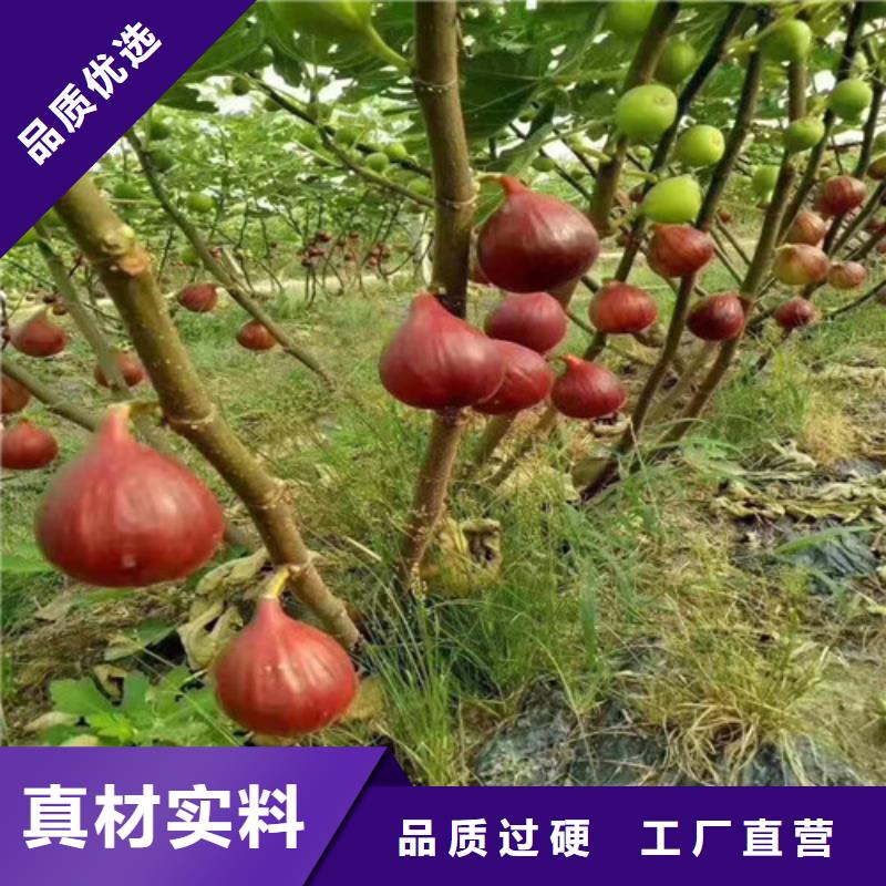 芭劳奈无花果苗品质保证