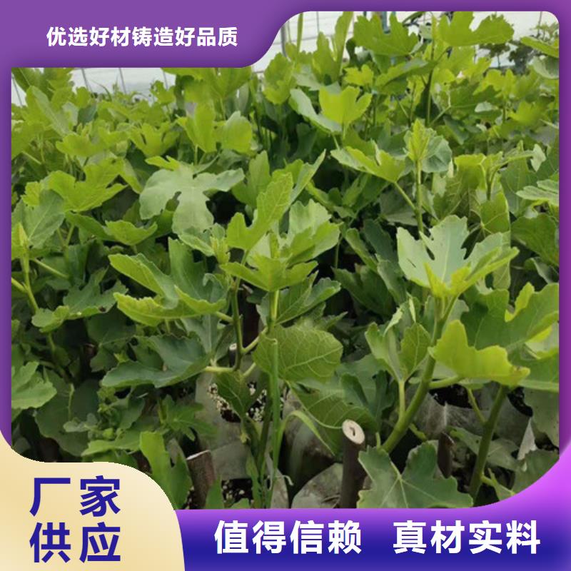 波姬红无花果树苗品质有保障