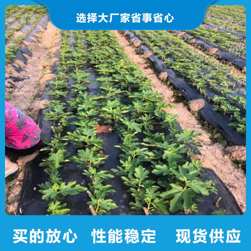 襄樊玛斯义陶芬无花果树本地制造商