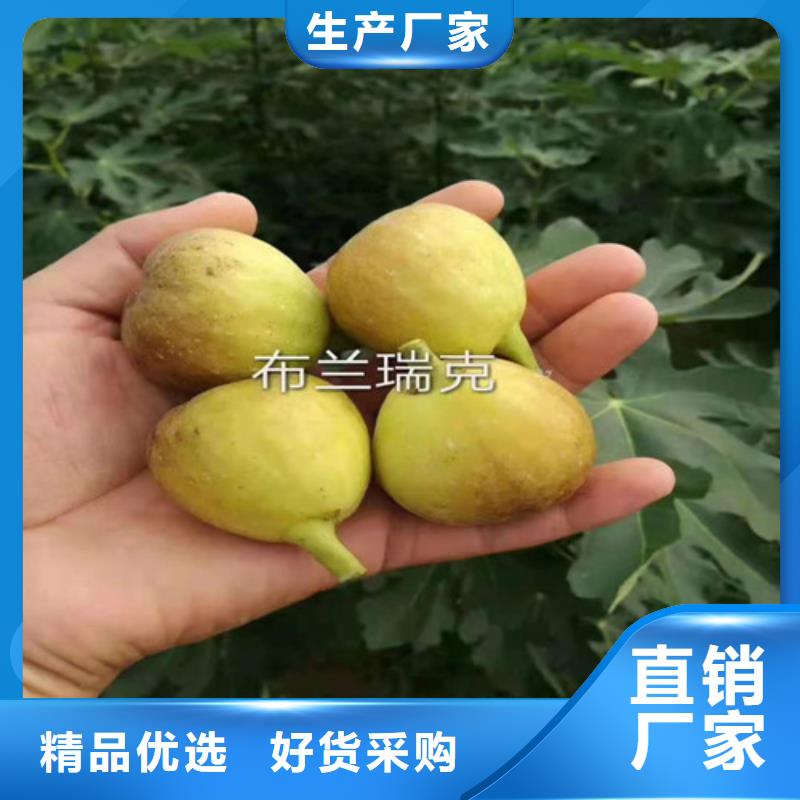 华丽无花果树苗专业供货品质管控