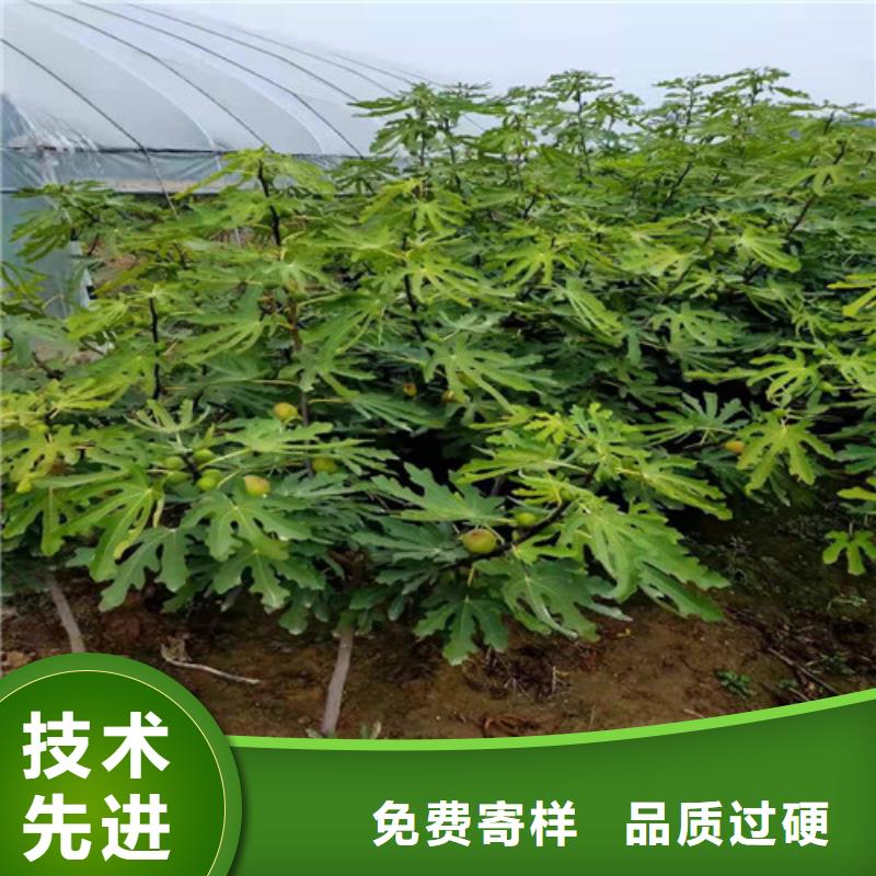 斯特拉无花果树原产地专业设计
