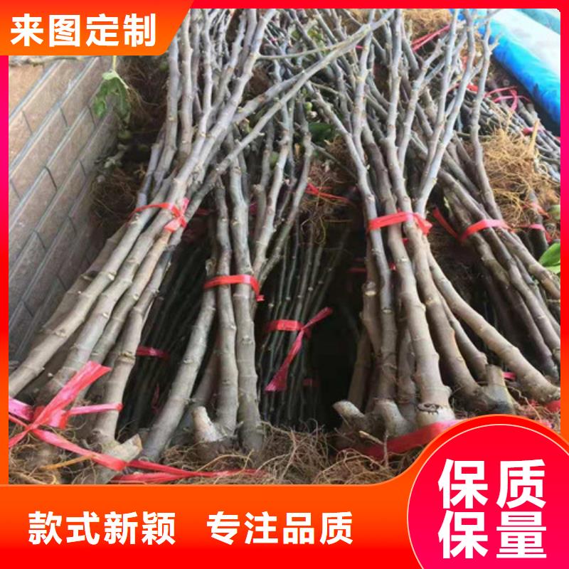 芭劳奈无花果树质优价廉