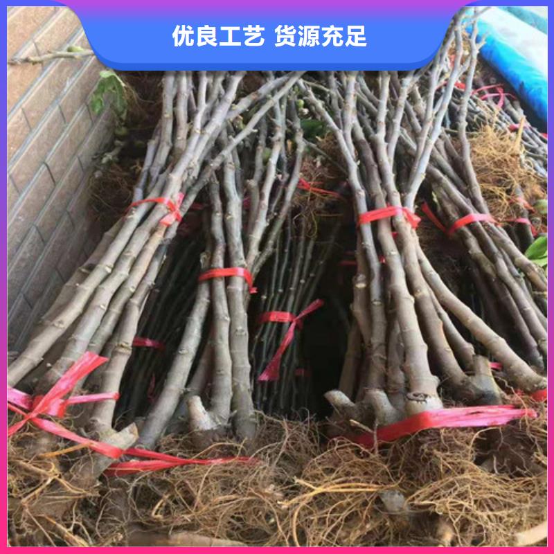 玛斯义陶芬无花果树本地制造商