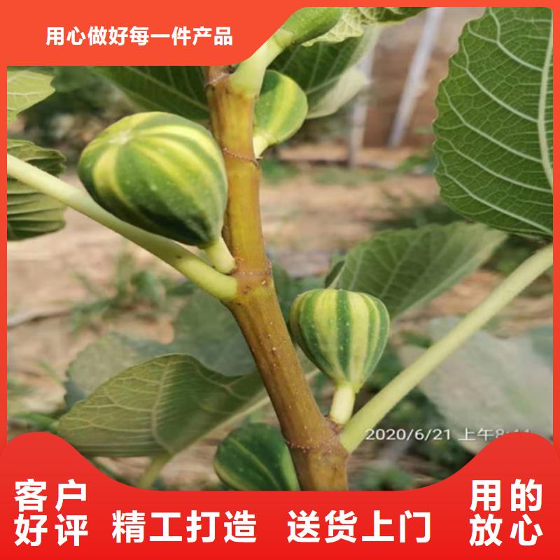 波姬红无花果树批发就近发货
