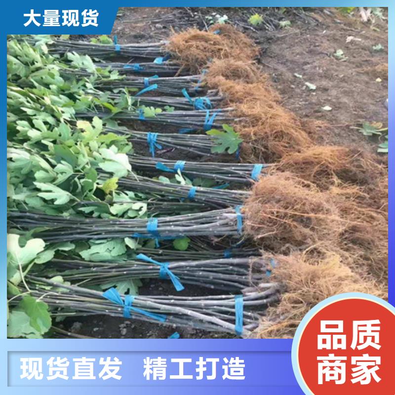 玛斯义陶芬无花果树诚信为本