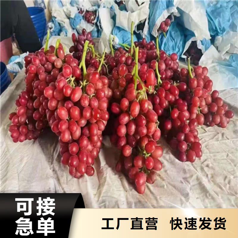 绍兴一号葡萄苗货源充足