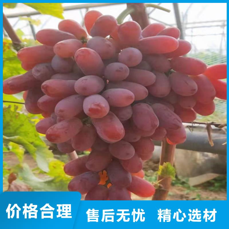 酿酒品种葡萄苗本地厂家
